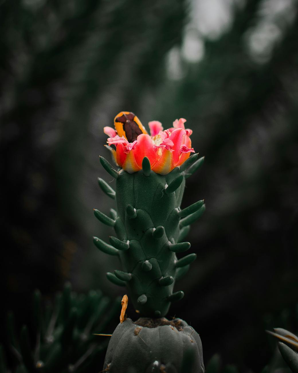 The Flower.