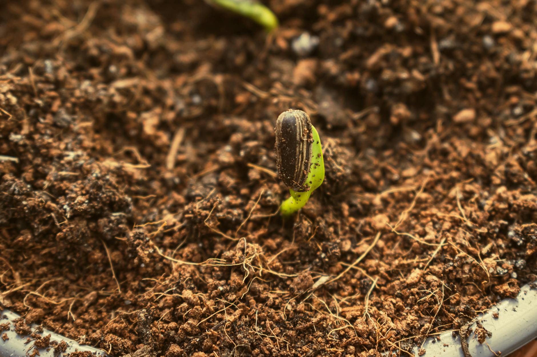 Planting Seeds
